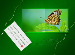 八月未央，致竹子1975 一場圖文設(shè)計的原創(chuàng)之約